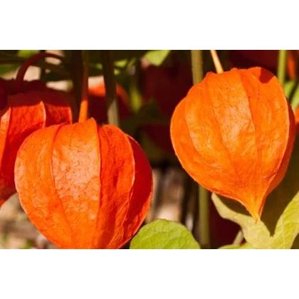 Ashwagandha Extract